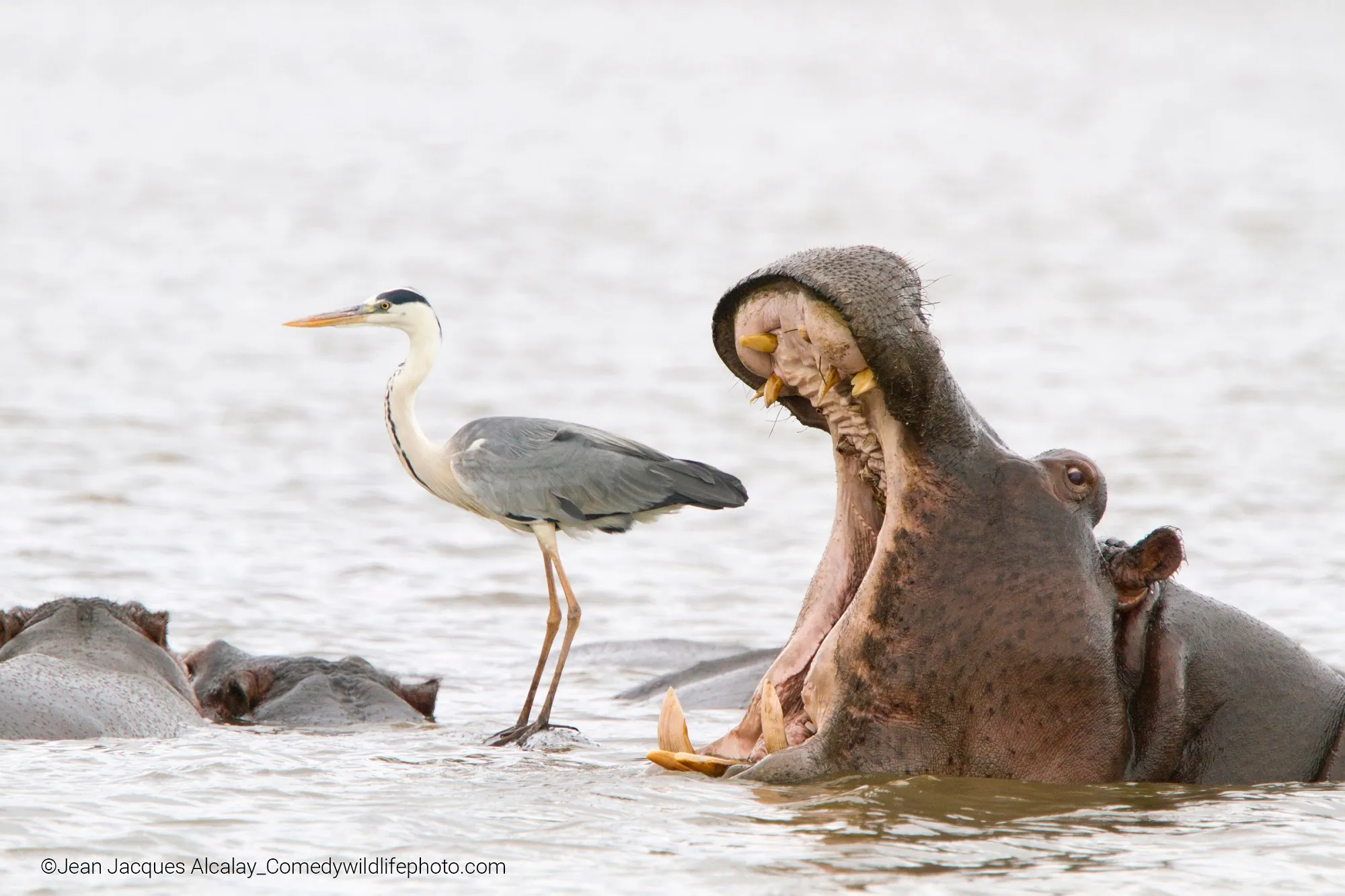 super scary image of bird ALMOST getting eaten