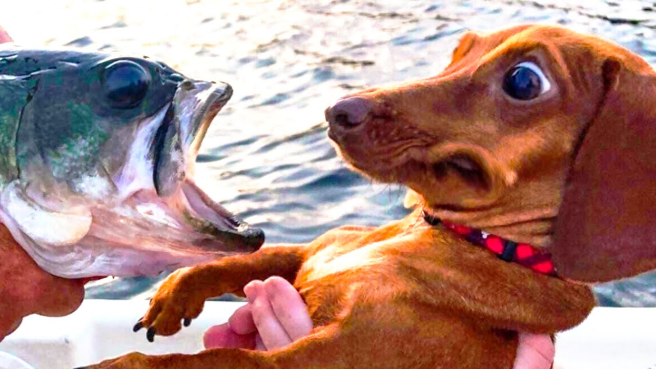very scary fish
