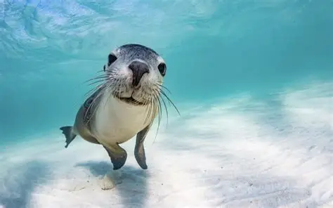 funny sealion 